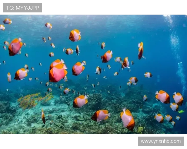 向鱼 王者:探索水下世界的奇幻冒险与英雄崛起之路 向鱼 王者:探索水下世界的奇幻冒险与英雄崛起之路